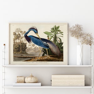 K&ouml;nnte beinhalten: Eine Vintage-Illustration eines blauen Reihers, der auf einem Ast in einer sumpfigen Umgebung steht. Der Vogel ist detailliert dargestellt mit seinen langen Beinen, dem scharfen Schnabel und dem blau-grauen Gefieder. Die Illustration ist gerahmt und bereit zum Aufh&auml;ngen.