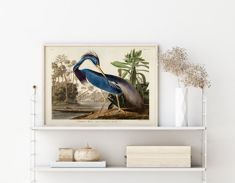 K&ouml;nnte beinhalten: Eine Vintage-Illustration eines blauen Reihers, der auf einem Ast in einer sumpfigen Umgebung steht. Der Vogel ist detailliert dargestellt mit seinen langen Beinen, dem scharfen Schnabel und dem blau-grauen Gefieder. Die Illustration ist gerahmt und bereit zum Aufh&auml;ngen.