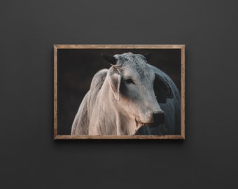 Brahman Cow Print | DIY Wall Art | Art Prints | Digital Prints | Wall Decor