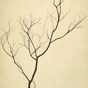 May include: A sepia-toned image of a bare tree branch against a light yellow background. The dark brown branches reach upwards, creating a stark contrast with the soft, textured backdrop. The image evokes a sense of minimalism and natural beauty.