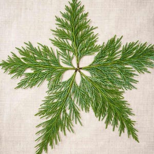 Frische Weihrauch-Zederzweige • Natürliche Evergreen Tips für Dekor, Kränze, Simmer-Töpfe, natürliche Insektenabwehr, Reinigung, Dampfaroma