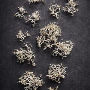 May include: A collection of dried, light-colored lichen arranged on a dark gray background. The lichen has a branching, tree-like structure, with a delicate, textured appearance. The composition is a top-down view, highlighting the natural forms.