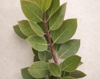 Manzanita Zweige Red Stem Greenery: 8-Zoll-Salbei-Blätter Woodland Botanischer Dekor, Blumenfüller, echte Naturrequisite
