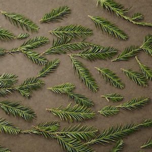 Fresh Coastal Redwood Leaf Tips | Sequoia Sempervirens | Evergreen Botanical | 8x5 Kraft Pouch