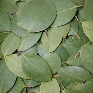 セージグリーンのマンザニタの葉25枚 • フラワースタイリング、樹脂アート、工芸品に最適な天然植物の緑 • 生または押し葉 • 押し葉