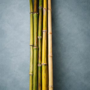 Heirloom Sweet Corn Canes  – Bamboo-Style Natural Plant Support Poles, Rustic Farmhouse Decor Stems, Garden & Craft Supply