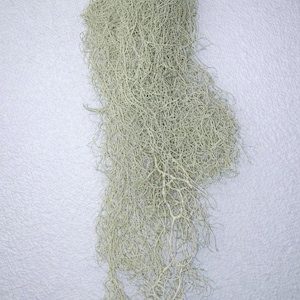 Peut inclure: Gros plan sur un bouquet de mousse espagnole séchée, vert clair, contre un mur blanc texturé. La mousse a un aspect emmêlé et filandreux, avec de nombreux brins fins et une texture douce et naturelle. Idéal pour la décoration intérieure.