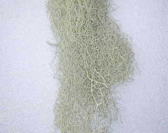 May include: A close-up of a bundle of dried, light green Spanish moss against a textured white wall. The moss has a tangled, stringy appearance, with numerous thin strands and a soft, natural texture. Ideal for home decor.