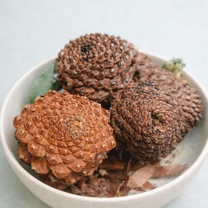 Spiral Ponderosa Pinecone: Natural Fibonacci Collectible, Rustic Woodland Winter