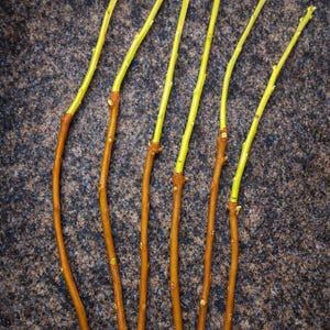 May include: Close-up of several slender, brown and yellow plant cuttings. The stems are a warm brown color, transitioning to a vibrant yellow at the tips. The cuttings are arranged against a textured, dark gray background.