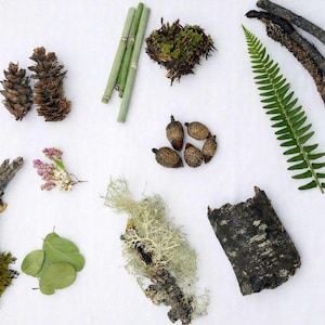 Può includere: Una vista dall'alto di vari elementi naturali. L'immagine include due pigne marroni, steli di bambù verdi, muschio, ghiande, una fronda di felce, ramoscelli, foglie e corteccia.