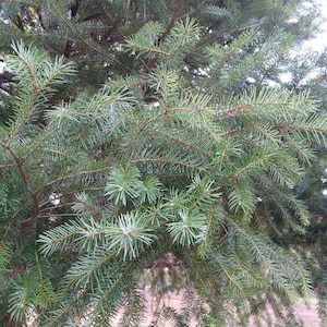 Könnte beinhalten: Nahaufnahme eines Nadelbaums mit grünen Nadeln. Das Bild zeigt die Textur und die Details des immergrünen Blattwerks, wobei der Fokus auf den Nadeln und Ästen liegt. Die Nadeln des Baumes sind leuchtend grün.