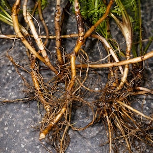 White Yarrow Bare Root – Set of 4 Young Low Maintenance Perennials ...