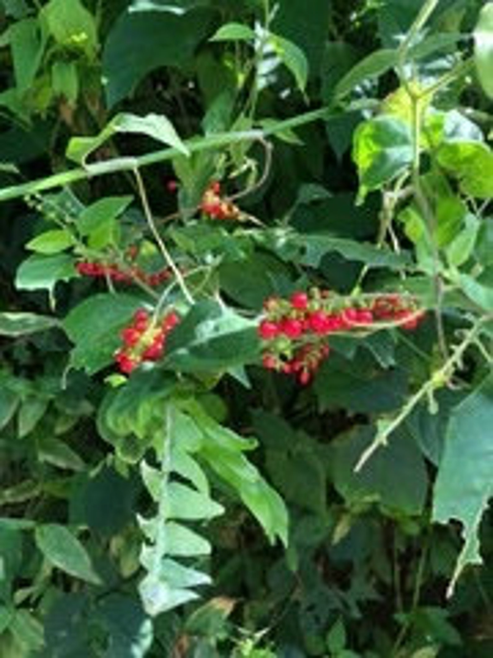 Jamaican Dog Blood Blood Berry Etsy