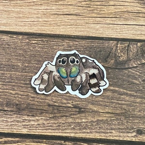 2” Bold Jumping Spider! Cute spider waterproof vinyl sticker!