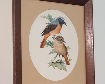 Lámina vintage enmarcada de pájaro Murr • Ilustración botánica de colirrojo para pared