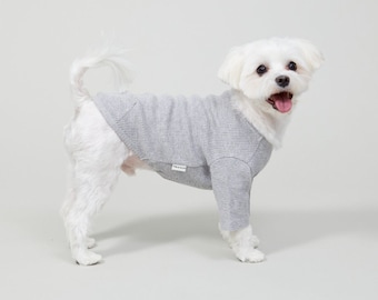 May include: A small white dog wearing a grey waffle knit sweater. The dog is standing on a white background and looking at the camera.