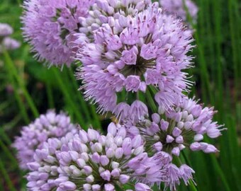 ALLIUM 'SUMMER BEAUTY' - Starter Plant - Etsy