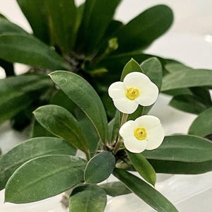 4” Crown of Thorns, Blooming milii euphorbia, Small White & Gold Blooming Flowers, Live Plants, Flowering Succulent, Christian Gifts