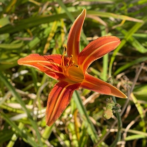 10-pack, Daylily Bulbs Orange Tawny, Cold Hardy Perennial, Live Plants, Orders are Freshly Harvested