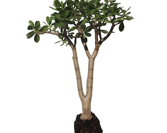 20" Crassula Ovata Large Jade Plant Tree Rooted