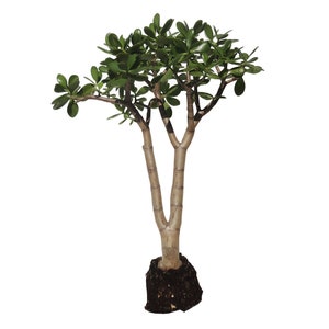 20" Crassula Ovata Large Jade Plant Tree Rooted