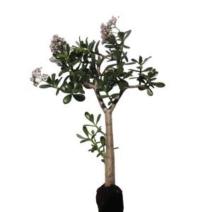 20&quot; Crassula Ovata Flowering Large Jade Plant Tree Rooted