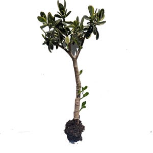 20&quot; Tri Color Variegated Crassula Ovata Large Jade Plant Tree Rooted Flowers Oct to May Live Plant
