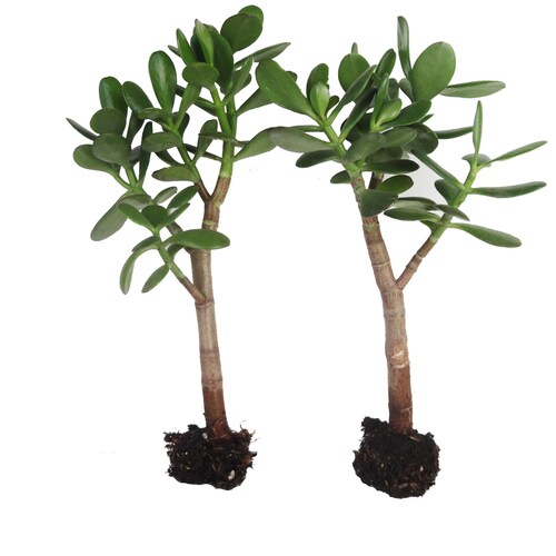 20 Crassula Ovata Large Jade Plant Tree Rooted Etsy