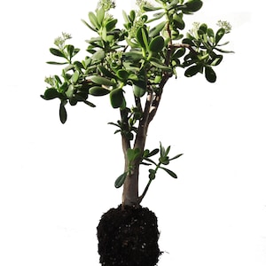 Jade Plant Flowering  20&quot; Crassula Ovata from October to March