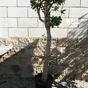 May include: A small jade plant in a black plastic pot. The tree has a thick, gray trunk and green leaves. The plant is against a light-colored brick wall. The number "601" is visible on the wall.