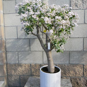 Jade Plant Flowering  38 " Crassula Ovata Potted in a Gray Ceramic Pot P271