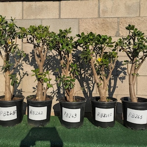 Jade Plant Tree 26" & Up Crassula Ovata Rooted  Choices for Selection