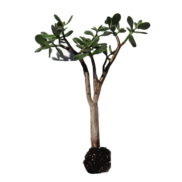 16" Crassula Ovata Large Jade Plant Tree Rooted