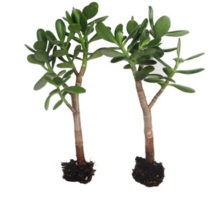 Two Crassula Ovata 10&quot; Jade Plant Rooted Ready to Plug and Grow