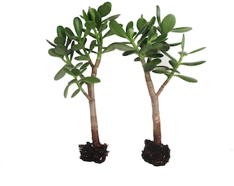 Two Crassula Ovata 10" Jade Plant Rooted Ready to Plug and Grow