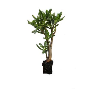 May include: A small, green succulent plant with thick, oval-shaped leaves. The plant has a brown stem and is rooted in dark soil. The background is plain white, highlighting the plant's natural colors and textures.