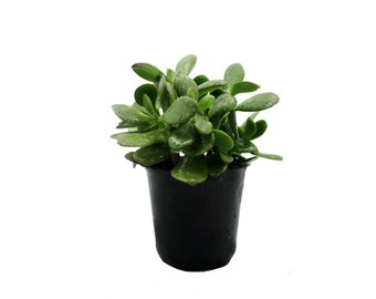 Crassula Ovata Jade Plant