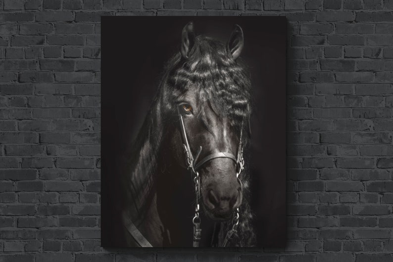 Black Horse Canvas Wall Art Horse Photography Prints on Photographic Paper and Canvas Multiple