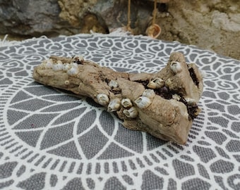 Natural Driftwood from the Black Sea, Small Piece of Driftwood, Beach Find, Craft Supplies, Marine Wood Piece, Driftwood for Art, Decoration