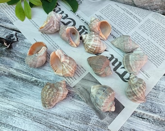 12 Natural Sea Snail Shells, Beach Craft Supplies for DIY, Coastal Home Decor
