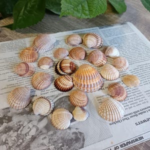 May include: A selection of seashells in shades of beige, brown, and cream, displayed on a newspaper. The shells have diverse sizes and textures, with ribbed and smooth surfaces. The background features newspaper text and green leaves.