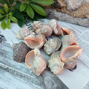 12 natürliche Seeschneckenmuscheln, Rapana-Muschel, schwarze Meeresmuscheln, Strandschätze, Küstendekoration, Geschenk am Meer, Strand-Bastelbedarf zum Selbermachen