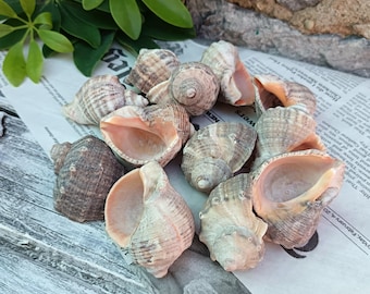 Black Sea Snail Shells: Natural Coastal Decor, Beach Craft Supplies - Set of 12