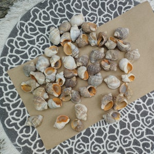 50 Natural Sea Snail Shells, Small Sea Rapans, Black Sea Shells, Beach Craft Supplies for DIY, Beach Treasures, Coastal Decor, Sea Gift