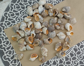 Natural Mini Sea Snail Shells, Set of 50, Craft Supplies