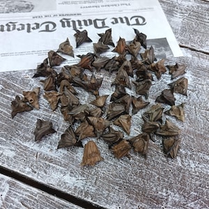 May include: A collection of dried water caltrops, also known as buffalo nuts, scattered on a weathered wooden surface. The dark brown, spiky seeds are arranged near a newspaper clipping with the headline "The Daily Telegraph."