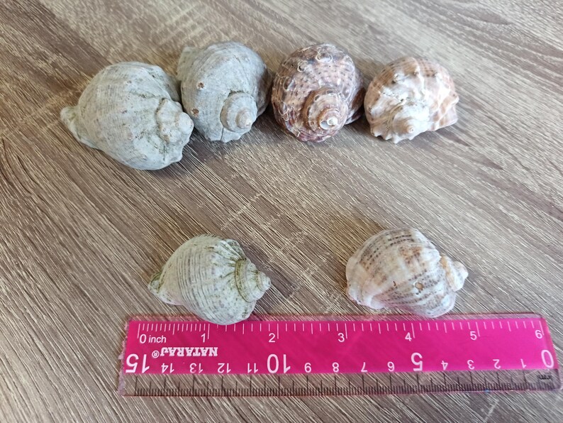 Shell On Ruler Natural Mixed Size Sea Shells, Set of 6, Craft Supplies - Etsy Canada