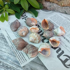 12 natürliche Seeschneckenmuscheln, Rapana-Muschel, schwarze Meeresmuscheln, Strand-Bastelbedarf, Strandschätze, Küstendekor