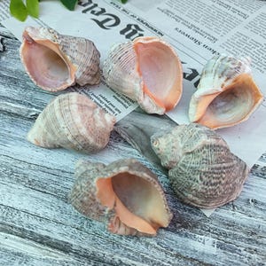 Natürliche schwarze Muscheln, Set mit 6 echten Muscheln zum Basteln, Wohnkultur und Aquarium, Meeresschneckenmuschel, Meeresrapanamuschel, Meeresgeschenk